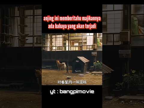 anjing ini memberitahu majikannya