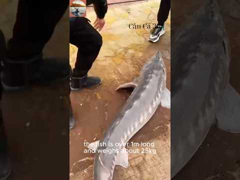 Câu Cá Lạ Miền Bắc Tuyên Quang #fishing #amazing #cauca365 #short