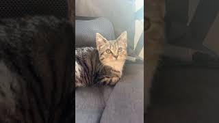 Daisy May hopes that’s fake news! 😳     #cat #cats #trump #trump2024 #eatingthecats #cutecat