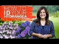 Hydrangea Plant Characteristics and Care
