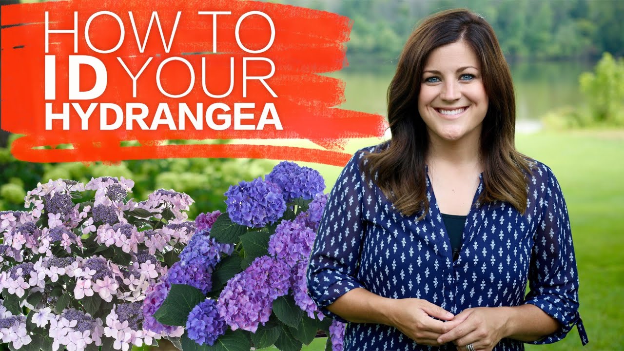 How to Identify Your Hydrangea