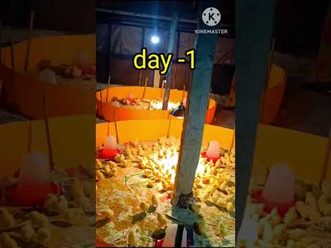 🛖day -1 broiler Chick 🐣🌿#shorts #shortvideo #shortsfeed #farming #pets #birds #viralvideo #viral