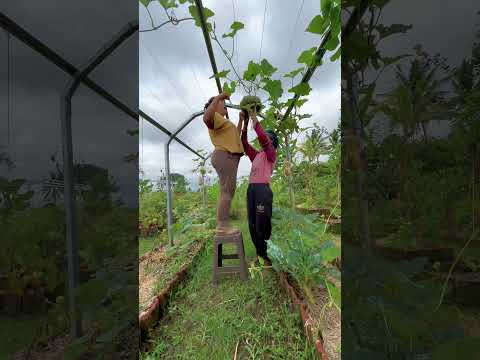 Kita usahakan kebun itu jadi estetik #kebun #berkebun #garden #homegrden