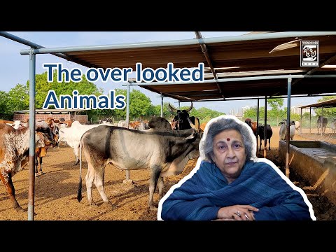 The over looked Animals | Geeta Seshamani | FRIENDICOES SECA