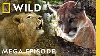Thumbnail for the video "Inside the Wild World of Big Cats &amp; Cheetahs | MEGA Episode Compilation | Nat Geo Animals" from Nat Geo Animals