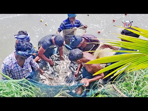 How to Catch 1000 Fish Using Long Net: Best Technique for Fish Seeding! Rohu Fish seed | Matsya Bij