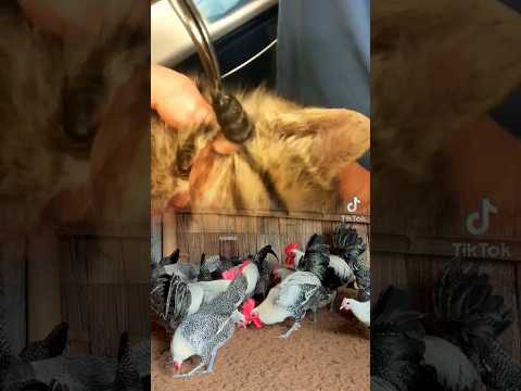 #botfly #shorts #pets 3.1
