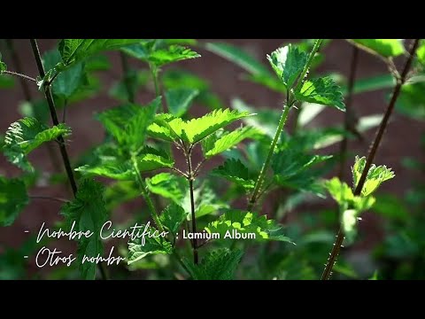Ortiga ¿para qué sirve - Propiedades medicinales
