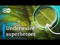 Algae and Climate Solutions