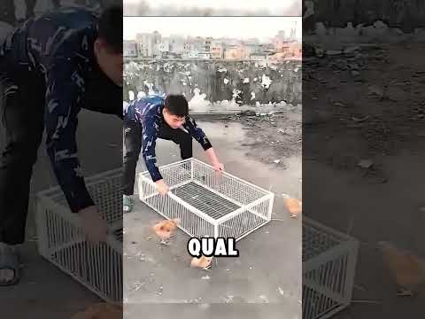 Esse homem fez uma armadilha para pombos #curiosidades
