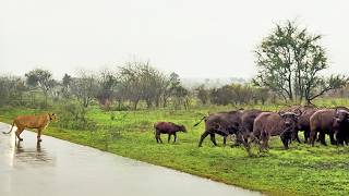 Buffalos Leave Slow Calf Behind to Face a Lioness by Itself