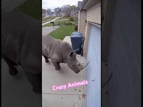 😱 Crazy Animals Destroy My House! Horses, Pigs, Bears & Rhinos Gone Wild! 🐴🐷🐻🦏💥#funny#animals