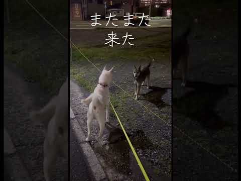 #野犬#かずお #カズオ #元野犬