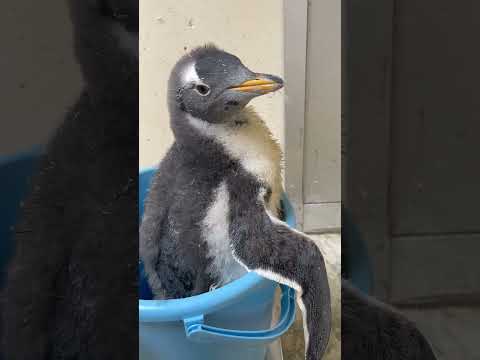 猫の動画サムネイル - 6/2ふ化🐣ジェンツーペンギン生後54日目