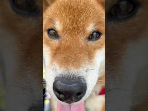 力丸の日常風景と可愛い柴犬の魅力をご紹介 サムネイル