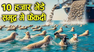 60 करोड़ की भेड़े समुद्र में फेंकदी | 10 Craziest Things Ever Lost at Sea