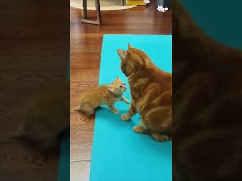 Car becomes a mother for the first time🤣