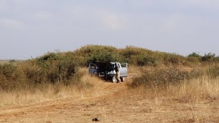 Male lion walking towards a man fixing his car
