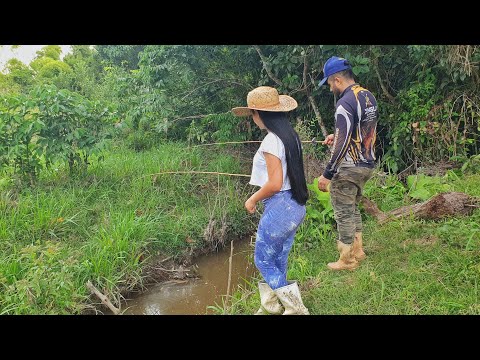 Nesse pequeno córrego tem mais PEIXE do que você pode imaginar.