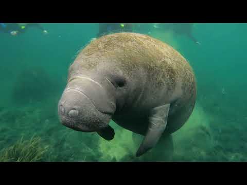 Diving With Rare Manatees In Crystal River