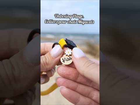 La couleur de l'été 💛🌞 #chat #collierpourchat #miyacats