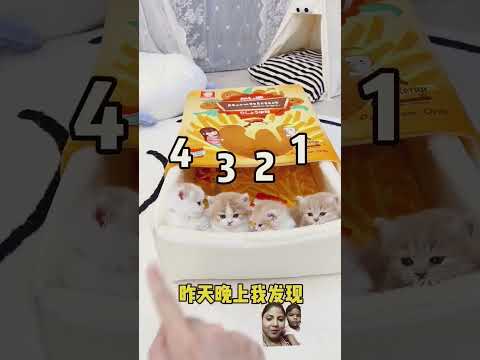 cat funny video #cat #funny #video #viral #shorts #luffy #cat