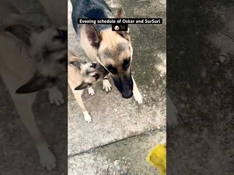 Evening schedule of Oscar and Sursuri🐶🐕🦺🥎 #shortsfeed #ytshorts #dogshorts #petcare #petparent