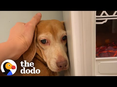 Terrified Beagle Who'd Never Been Inside Before Finally Opens Up | The Dodo