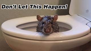 How to STOP sewer rats from climbing up your Toilet! Testing out the Rat Blocker.