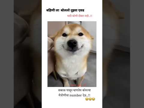 बहिण म्हणतेय..!!😂😝😜😂 #bappa #funny #cat #dogs #dog #shortsfeed #shortvideo #ternding #new #comedy