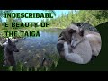 Exploring the Wild Tiger