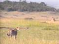 Predator and Prey Dynamics