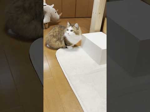 猫の動画サムネイル - あれ？引き出し消えた