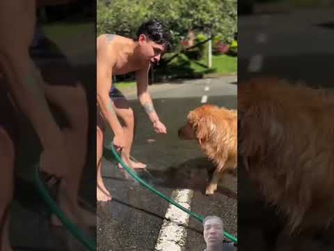 #perros #perro #dog #mascotas #humor #video