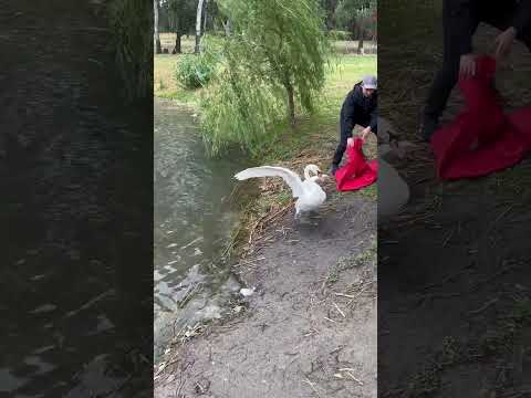 Взрослая лебёдка 🦢 Гелла возвращается на парковое озеро после длительного лечения 🩺🌡️😷💕
