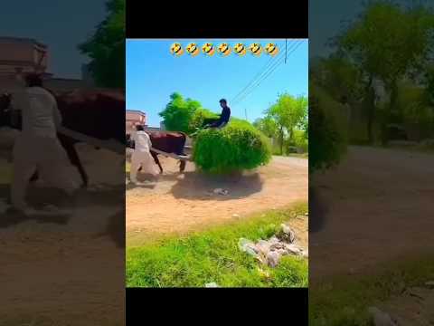 Munda ki kam karda  #pindwale #farmer #punjab #pindlife #villagelife #farmer #farming #punjabi