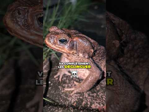 J’ai trouvé le plus gros crapaud du monde ! 🐸 #grenouille #frog #animal #nature #guadeloupe