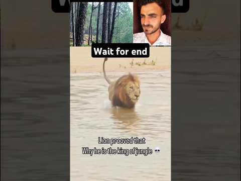 Lion the Real King#lion #animals #crocodile