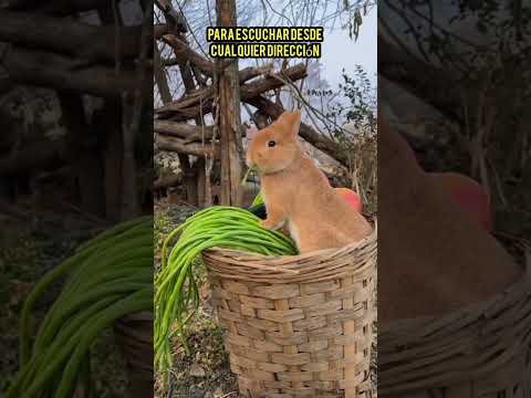 #5curiosidades sobre los Conejos que TAL vez NO CONOCÍAS 😱🤯