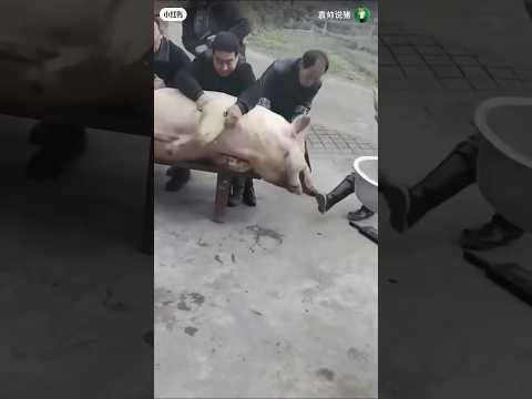 tradisi p3m0tongan babi raksasa di china #piggy #shortvideo #shorts