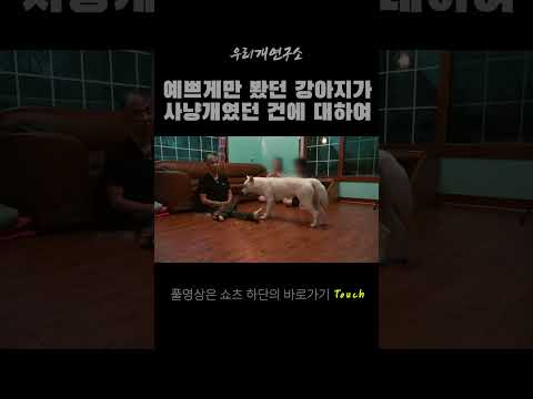 예쁘게만 봤던 내 반려견 알고보니 멧돼지 사냥개? #진돗개교육 #반려견훈련