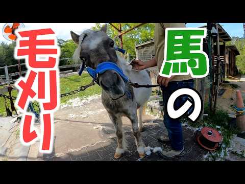 馬の毛刈りをしました。