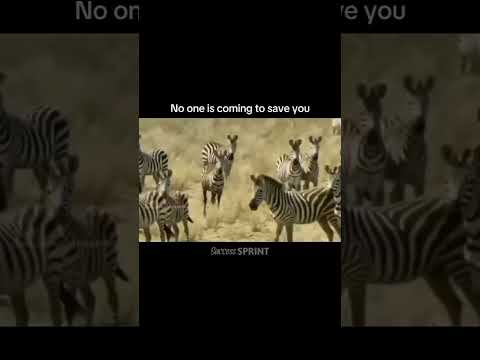 None is coming to save you #inspiration #motivation #alone #fighting #mindset #successminset
