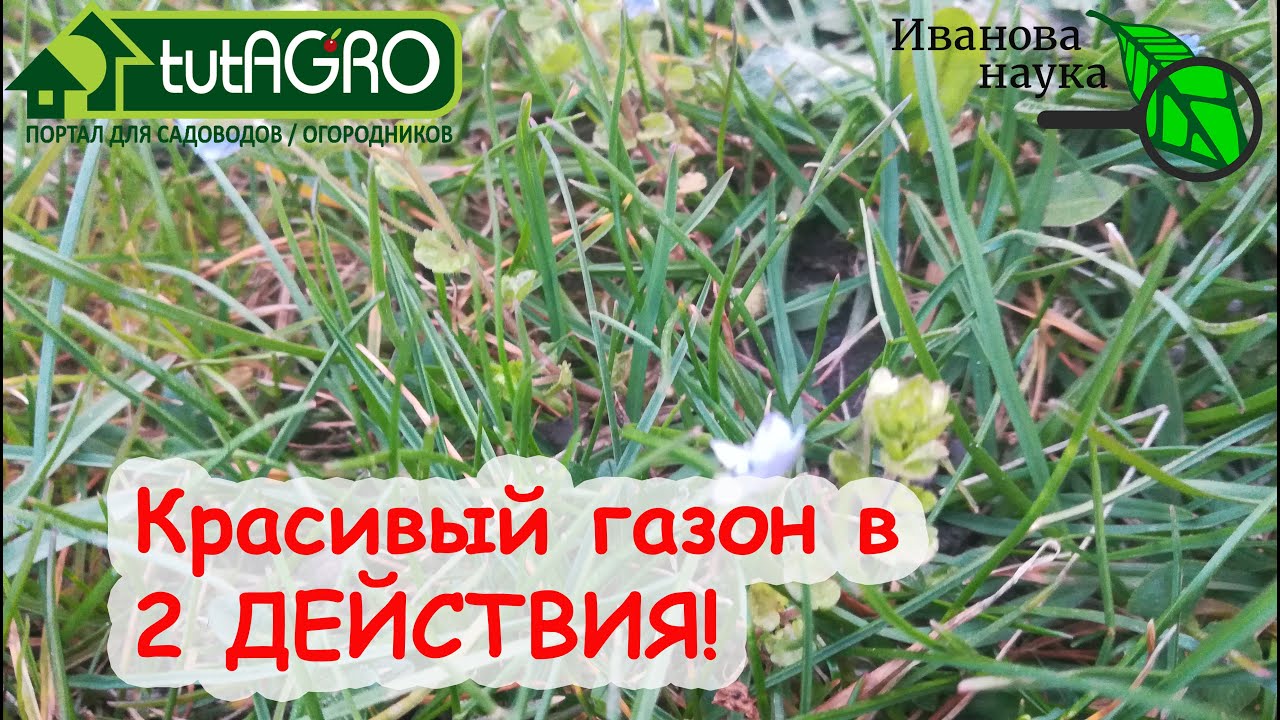 Ленивый газон всего в 2 действия!