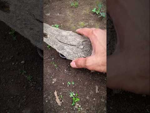 Behind this bark there are cute millipede #shortvideo #millipede