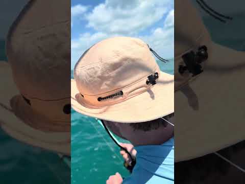 34.5 cobia had to go back to the sharks and goliath video thumbnail