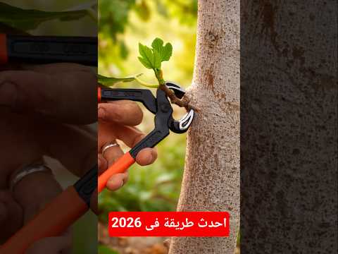 طريقة غريبة لزراعة شجرة التين