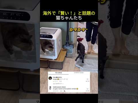 海外で「賢い！」と話題の猫ちゃんたち