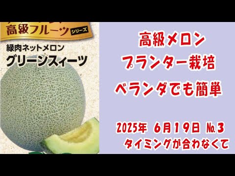 高級ネットメロン #メロン 🍈【 #グリーンスイーツ 】 No3タイミングが合わなくて/鉢でぐるぐる作りベランダでも簡単あんどん仕立てで空中栽培 #家庭菜園 2025年6月18日