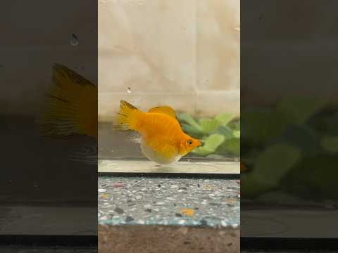 ទិញត្រីប៉ាន់តែ | Getting Ballon Mollies | ซื้อปลาบอลลูน #fishtank #mollyfish #ปลาบอลลูน